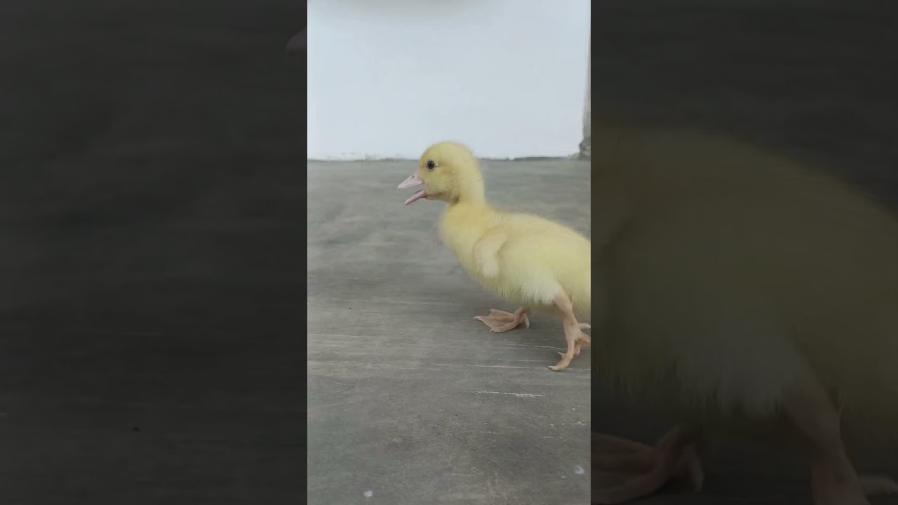 cute baby duck, bebek kecil lucu #ducklingspro #cuteduck #cuteducks #funny #viralshort #viral #fyp