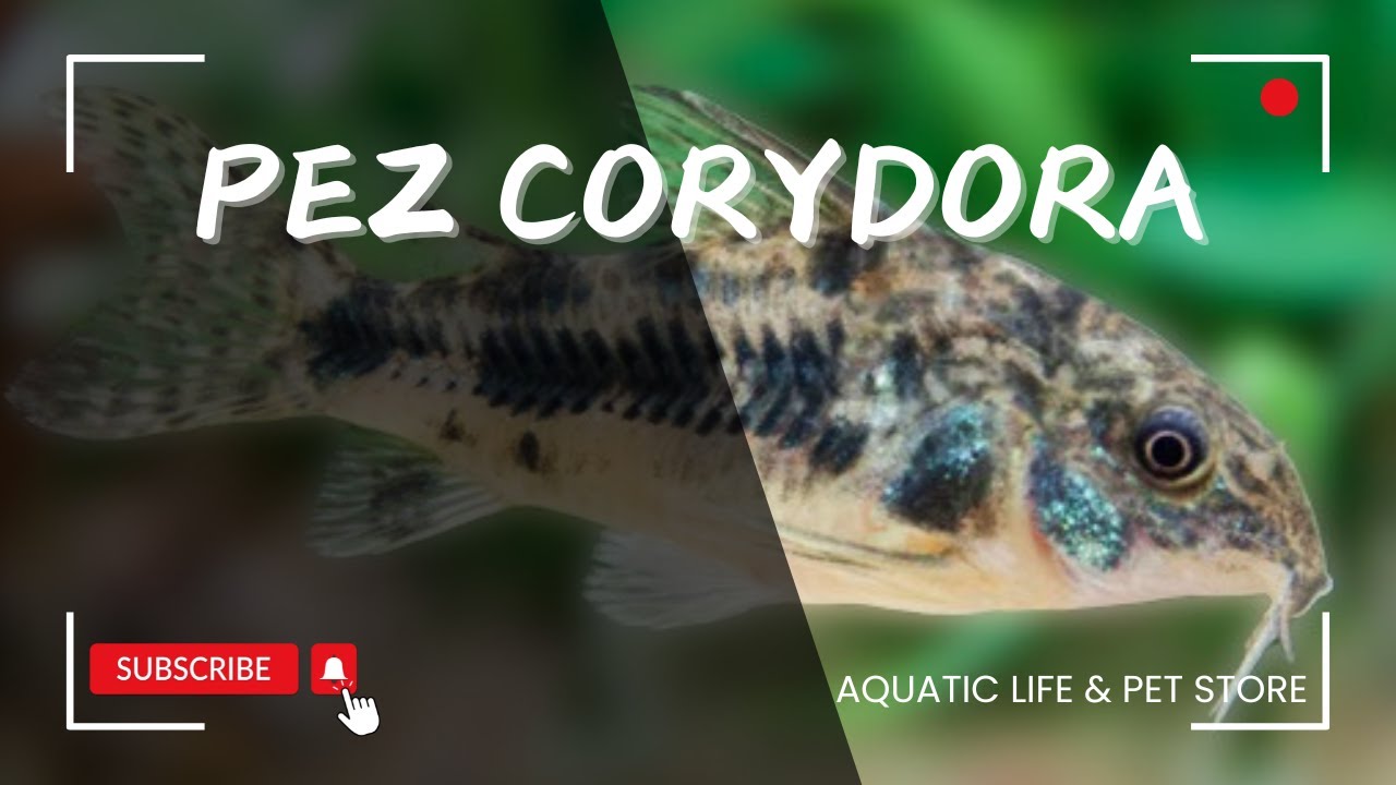 ALIMENTACION Y PARAMETROS PARA NUESTRAS CORYDORAS 😮😎