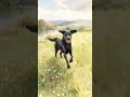Labrador Retriever — Friendly &amp; Playful