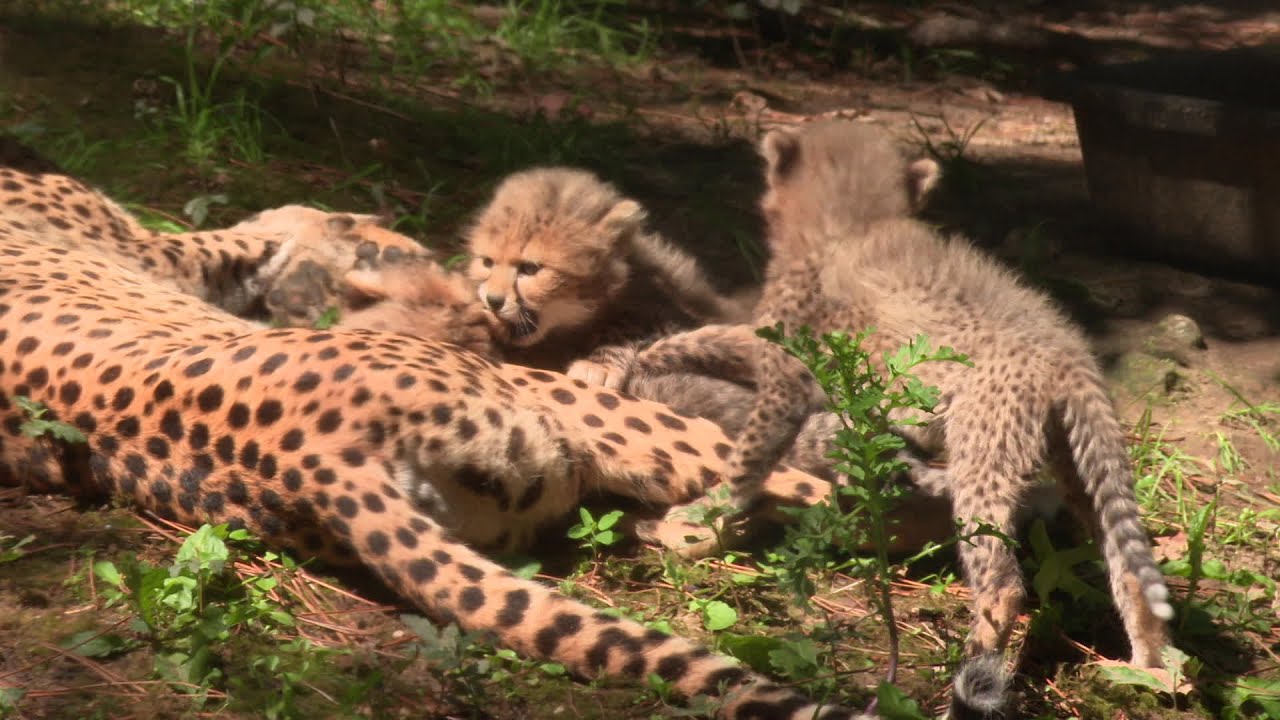Trois bébés guépards sont nés au zoo de la Palmyre en Charente-Maritime