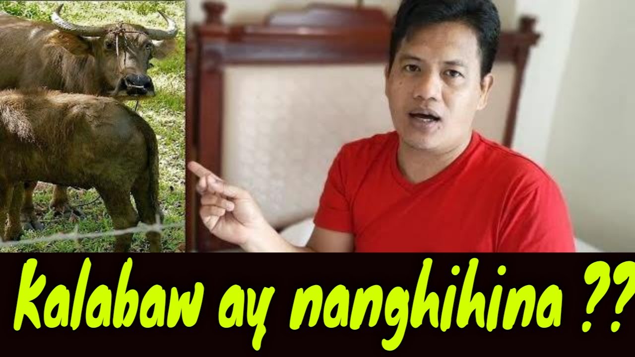 Kalabaw ay nanghihina pero kumain naman at uminom konti..paro po nanghihina lng..at hindi makatae..