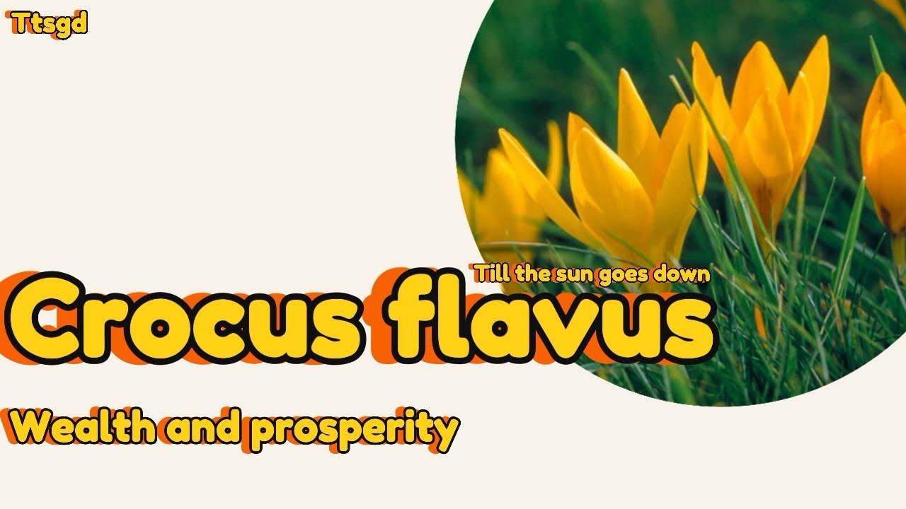 Let’s see the Crocus flavus( Yellow crocus) 💛 Please enjoy the video that I made with love💛