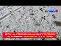 Severe Hailstorm Turns Gulmarg White, Temperature Drops; Standing Crops Damaged Across Kashmir
