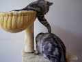 2 British Shorthair silver tabby' s