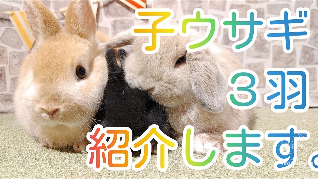 うさぎ専門店monlapin 3羽の子ウサギが仲間入り Youtube