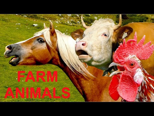 For Kids: 30 beautiful farm animals with real sounds Part 1 - Für Kinder: Bauernhoftiere Tierstimmen class=