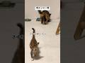 埋まらない溝 #猫 #cat #癒やされる #猫動画 #ねこ #癒される #保護猫 #子猫 #愛しい #かわいい #鳴き声 #三毛猫