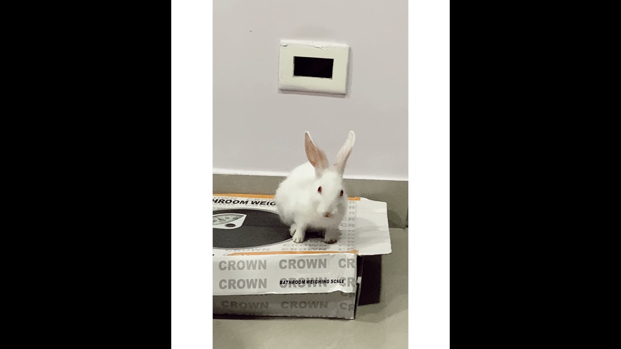Cute Bunny Cleaning itself| Rabbit Life| Baby Rabbit|