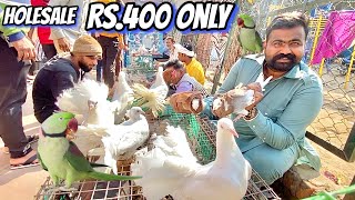 Jama Masjid Bird Market 5-March-23 Latest Update By Aman