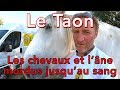 Le Taon - Les tutos d'Etienne # 6
