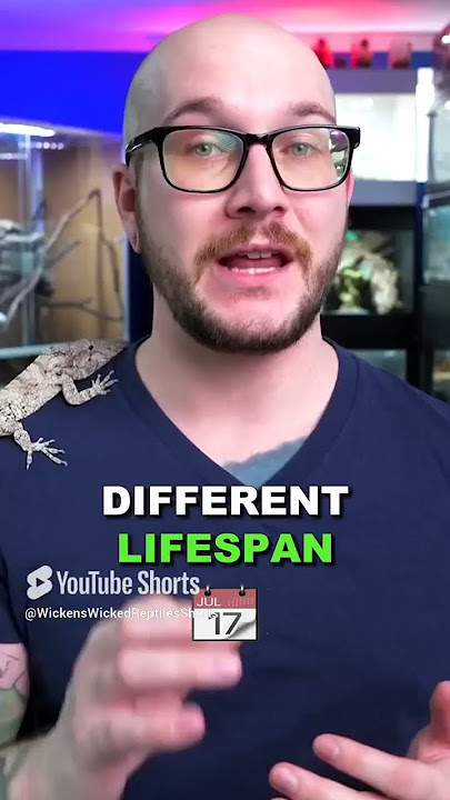 DO NOT GET A CHAMELEON! Get One Of These Instead!