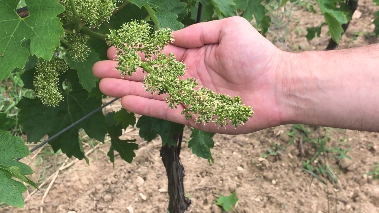 Aktuální tipy pro ochranu vinic, Biocont - 18.6.2020