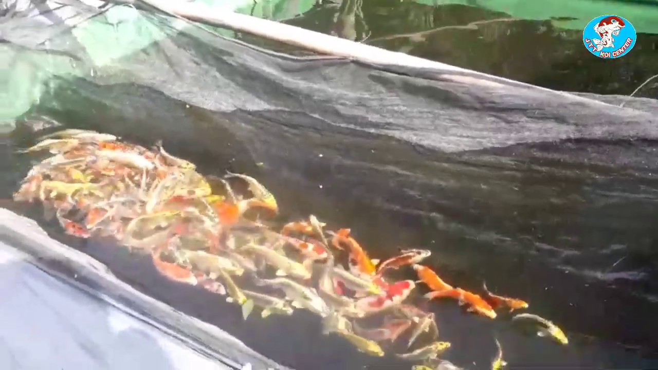#BlitarKoi #JatitengahKoi Proses penyeleksian koi dari kolam yang ada