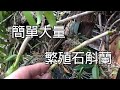 如何大量繁殖石斛蘭！！讓一個枝條變十幾顆小苗