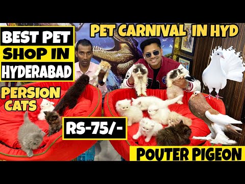 Best Pet Shop In Hyderabad | | Mushitube Lifestyle