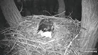 Decorah Eagles 2-7-20, 5:10 pm Copulation on the pond perch again, Mom \& DM2 to the nest, skywalk