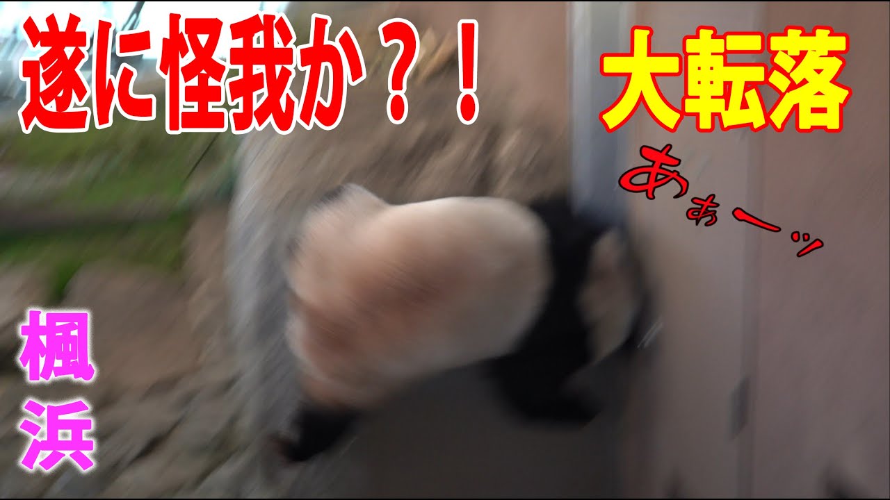 【足下滑る！尻尾に異変】子パンダ楓浜が目測を誤る 尻尾と左足にダメージか