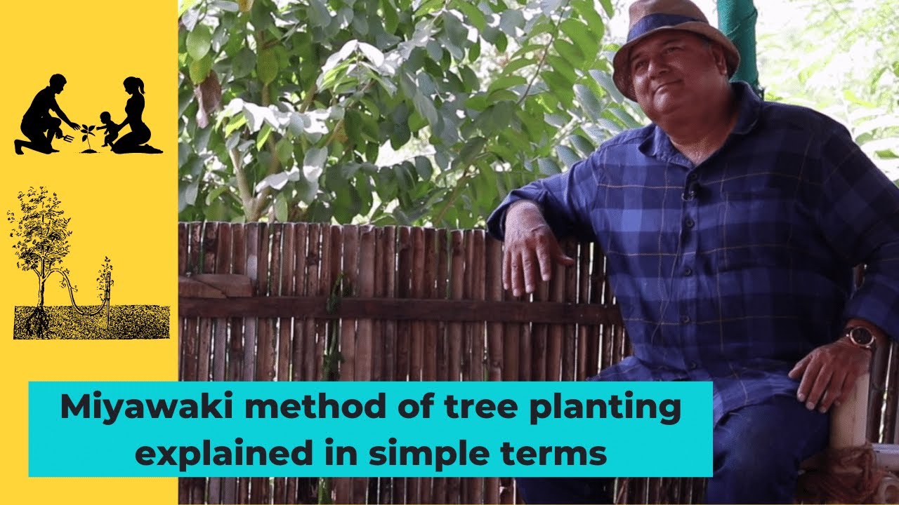 Miyawaki method of tree planting explained in simple terms