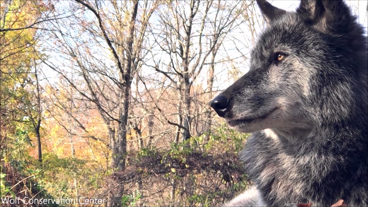 Black Wolf Beauty YouTube