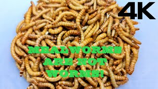 ANTS SUBANG TIPS #14: Mealworms are NOT worms! (4K Resolution)