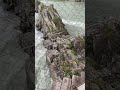 Алтай. «Зубы Дракона» река Катунь, Чемальский район Республики Алтай