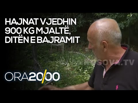 Hajnat vjedhin 900 kg mjaltë, ditën e Bajramit - 22.07.2021 - Klan Kosova