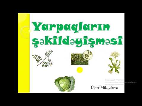 Video: Dieffenbachia Yarpaqları Niyə Sarıya çevrilir? Aşağı Yarpaqlar Qışda Quruyarsa Nə Etməli? Yarpaqların Ucları Hansı Səbəblərdən Sarıya çevrilir?