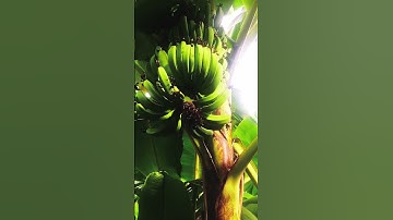 #17 Video độc lạ thu hút người xem. Best Oddly Satisfying/Young Bananas - Quài Chuối già non #Shorts