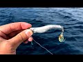 これ色んな魚が釣れすぎて怖くなった【メタルマル60g】