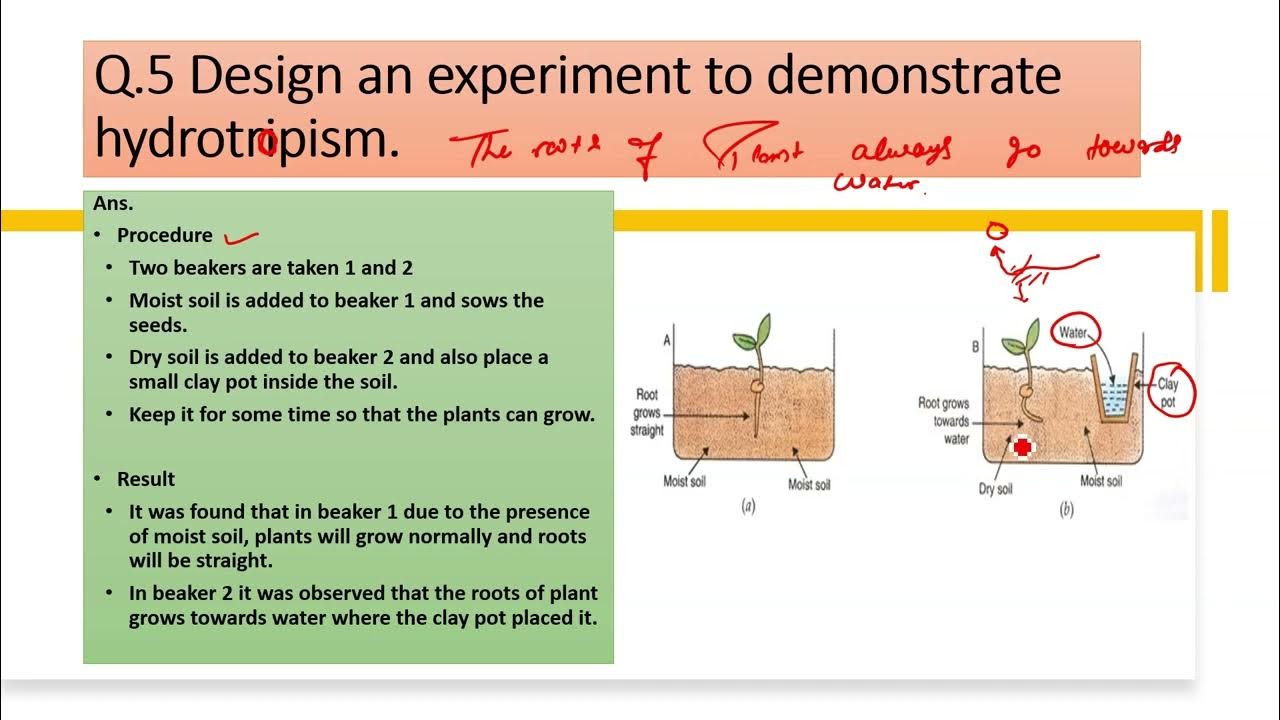 Design an experiment to demonstrate hydrotropism. - YouTube