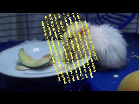 Video: Hamsterlərdə Arenavirus Enfeksiyonu