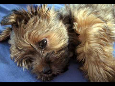 pomeranian x silky terrier