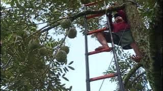 The Advantages of Black Thorn Durian Compared to MUSANGKING and Bawor Durian // Momomio Garden