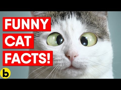 25-fun-facts-about-cats