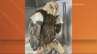 Rehabilitated bald eagle to be released into the wild