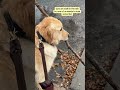 Funny Dogs #Funny #Cute #Dogs #Pets #Trending #ForYou #TikTok