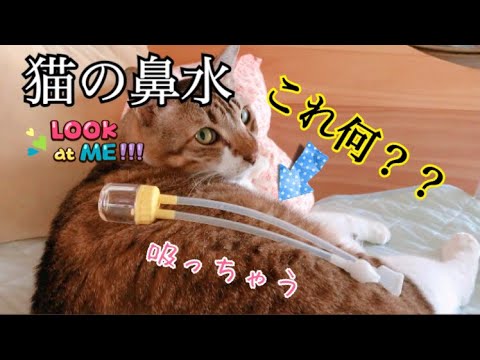 猫の鼻水吸うょ 副鼻腔炎 蓄膿症 一瞬で猫の鼻づまり解消 Youtube