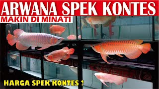 REAL ARWANA SUPER RED SPEK KONTES