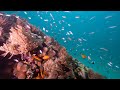 Freediving Wasini Island Kenya Underwater Photography