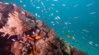 Freediving Wasini Island, Kenya - underwater photography
