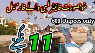 0304-6256868 Fighters Pigeons ForSale | 11 Long Drive Pigeon | Rare and Precious Pigeons Video