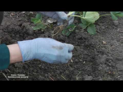 КАК РАЗМНОЖИТЬ  БЕЗУСУЮ   САДОВУЮ ЗЕМЛЯНИКУ (КЛУБНИКУ)
