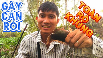 Câu CÁ RÔ Thiên Nhiên Gặp Ổ CÁ RÔ Đói / Cá RÔ Ú Nu Vùng Mộc Hoá - Thạnh Trị @Caucalongan62