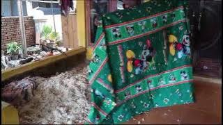bungkar kasur kapuk langsung ngisi kaen yg baru .