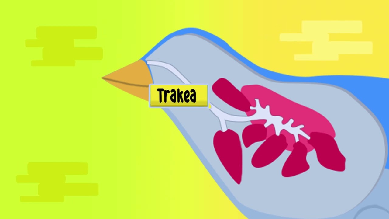 Sistem Pernapasan pada Burung- Multimedia Pembelajaran