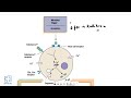 Molecular mechanism of inflammatory mediators and anti inflammatory drugs