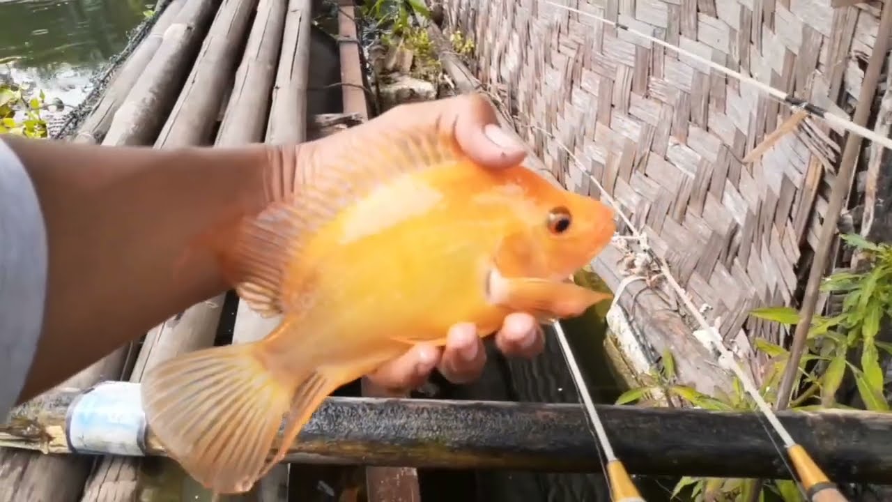 TIDAK DISANGKA BISA PANEN STRIKE SEPERTI INI @SeronaTarum 