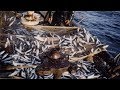 amazing big catch fish herring with Traditional fishing nets #07