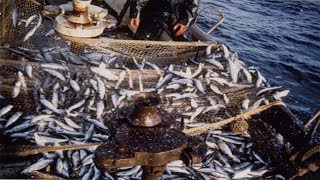 amazing big catch fish herring with Traditional fishing nets #07
