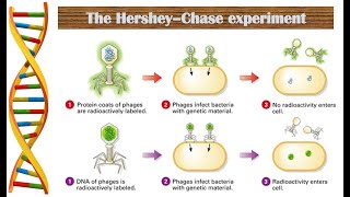 The Hershey–Chase experiment